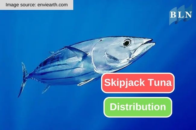 The Remarkable Range of Skipjack Tuna Distribution 